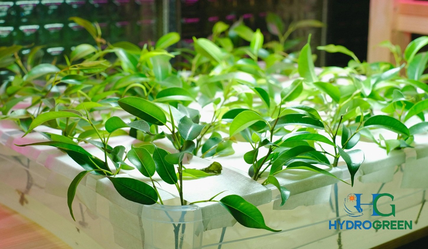 hydroponics-explained-a-beginner-friendly-guide-to-hydroponic-gardening-and-how-it-works