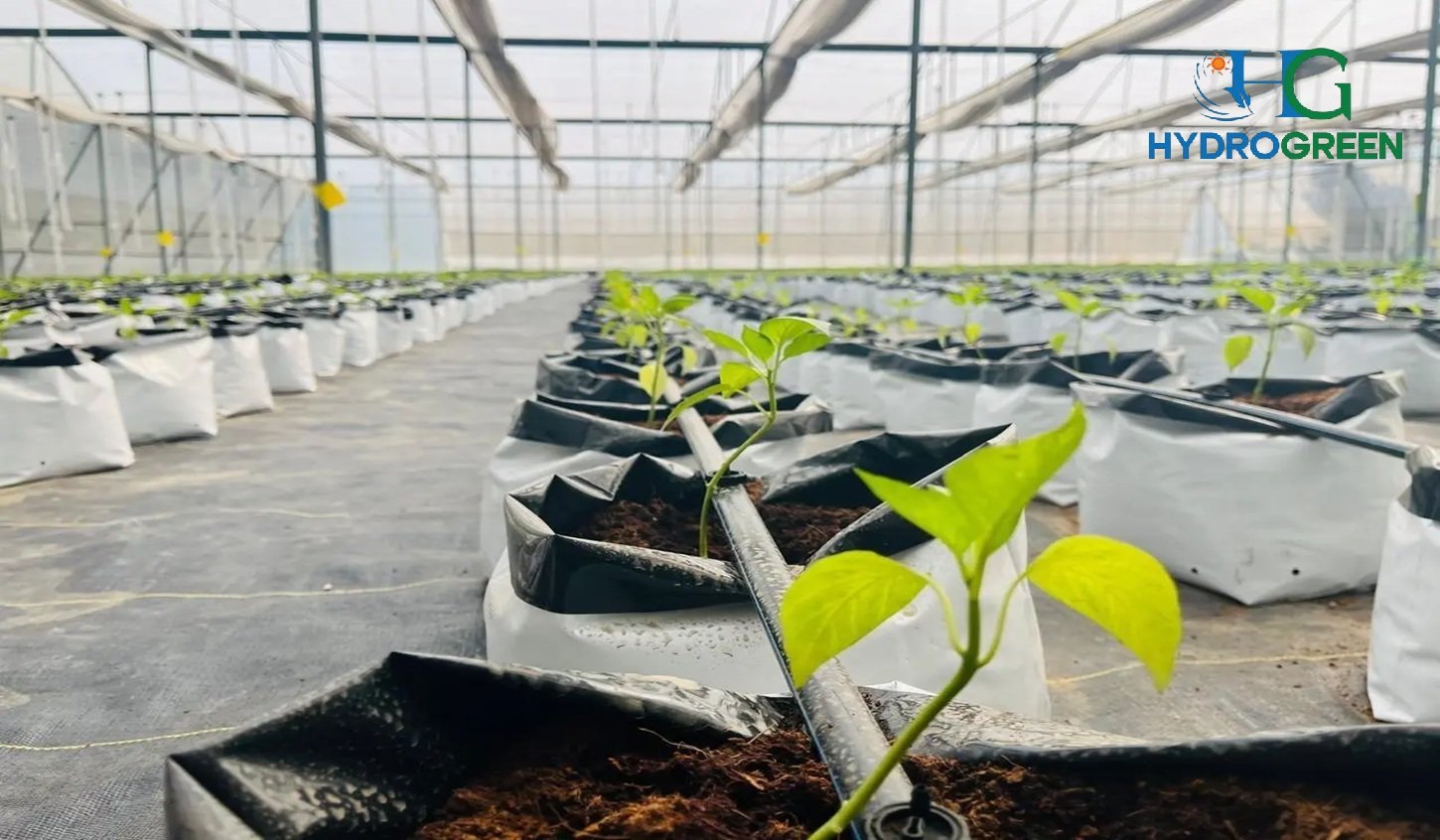 what-is-drip-irrigation-complete-guide-for-indian-farmers